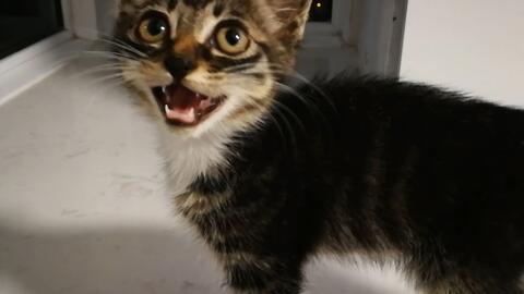 有好多爆料的猫吗视频,“有好多爆料的猫吗”视频背后的秘密